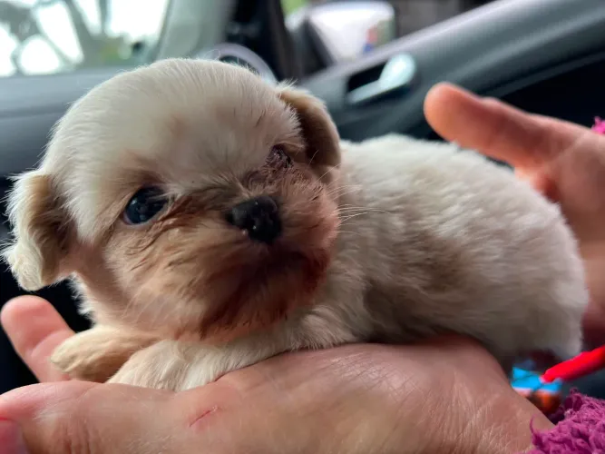 Vendo cachorrinho
