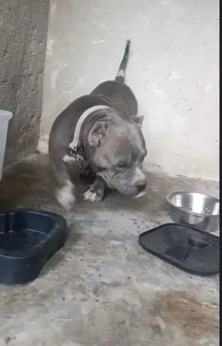 American bully pocket Castanhal