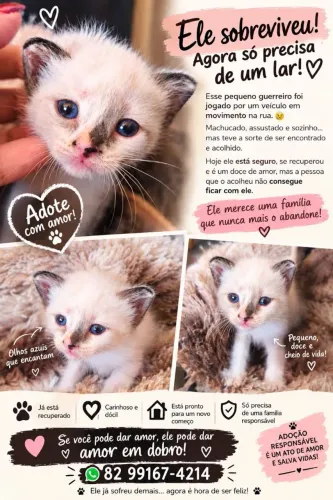 Gatinho para doação