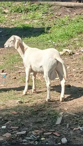 Vendo um burrego de ovelha 6 meses hoje 