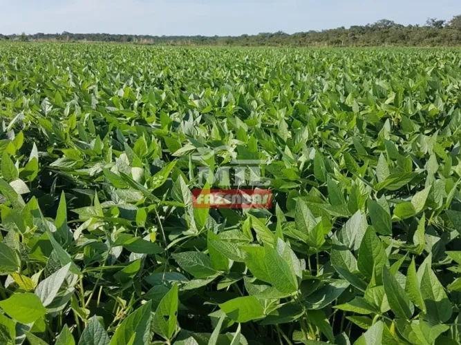 Fazenda em Cana Brava do Norte-MT - 3.980 Há. (em Lavoura)