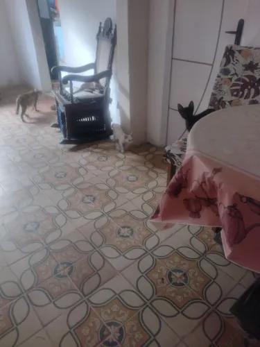 Doações de gatos