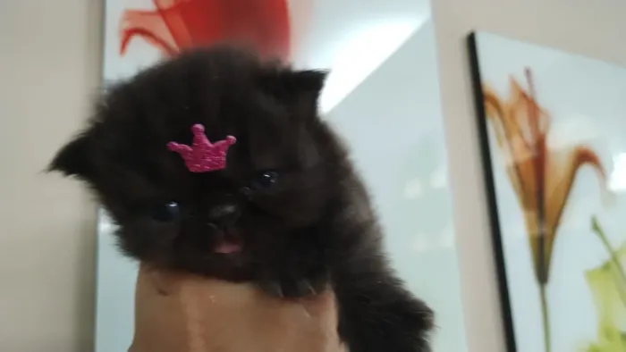 Lindos gatinhos da raça Persa