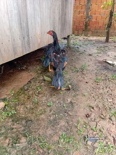 vendo treis frango e franga e uma galinha 300