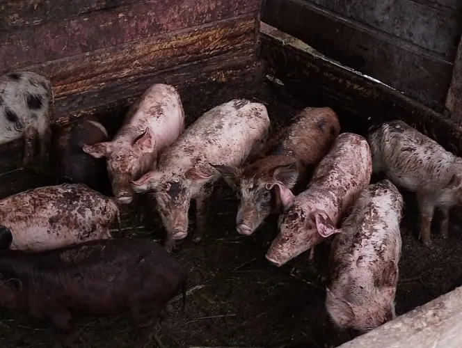 Vendo porcos e leitões porco gordo 10 reais o kg vivo leitão 250 cada um para escolher 