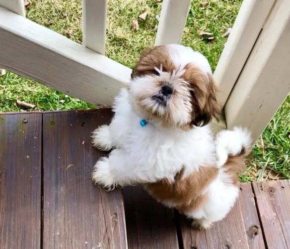 Shih tzu mini bibelô original 