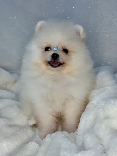Lulu (spitz alemão) de li agem de pedigree registrado