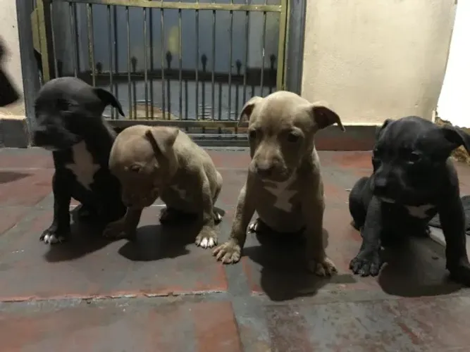 APBT (American Pitt bull Terrier) Puros