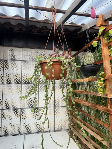 Planta Trança Cigana
