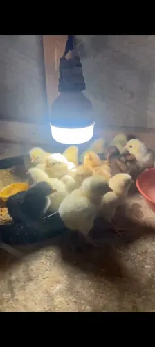 Vendo pintinhos caipiras puros