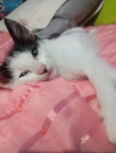 Gata fêmea para adoção 