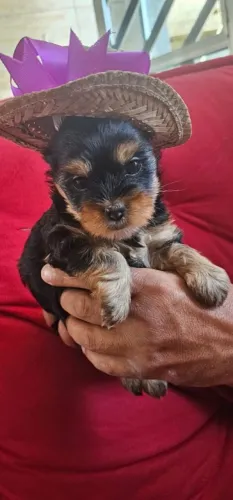 Filhotes de Yorkshire Mini 