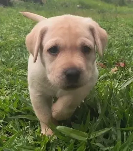 Labrador Retriever temos filhotes entregamos hj 
