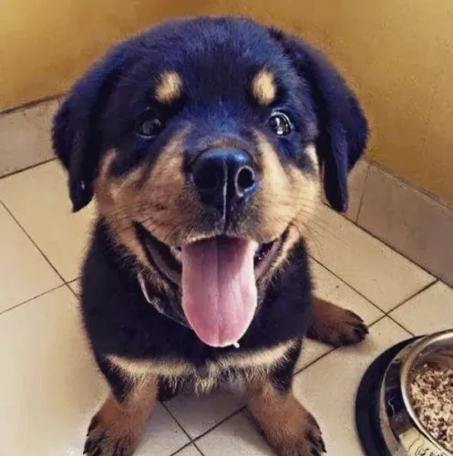 Rottwailer O Tipo De Conexão Que Nasce No Primeiro Carinho