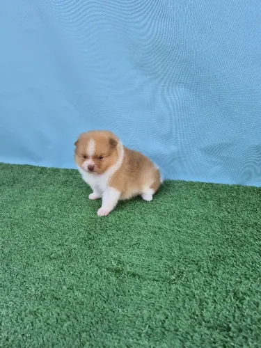 Lindo filhotinho de Lulú da Pomerânia