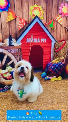 Shih Tzu macho 5 meses vacinado - R$400