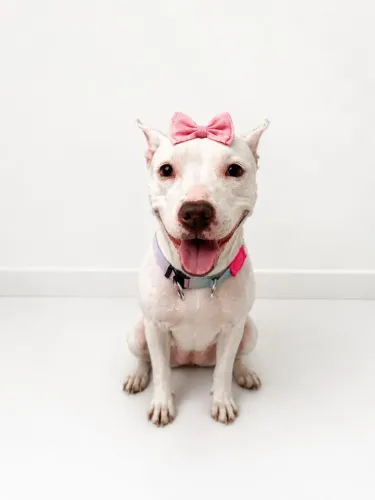 Pitbull para adoção responsável 