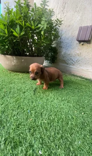 Salsichinha fêmea caminha brinde pelagem longa