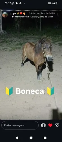 Mini pônei 