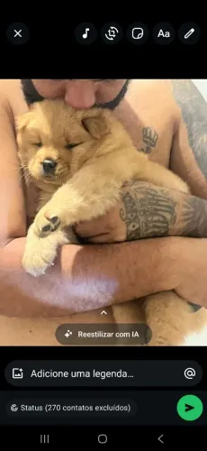Chow chow 300