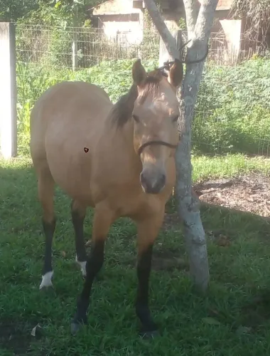 Cavalo a venda