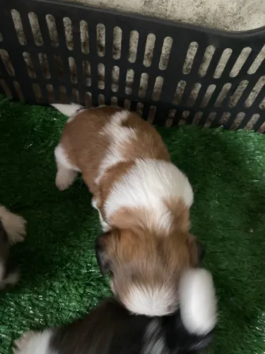 Filhote Shih tzu fêmea