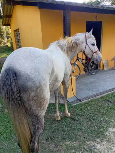 Egua com 3 anos e meio