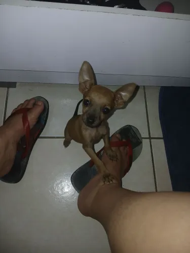 Pinscher zero fêmea