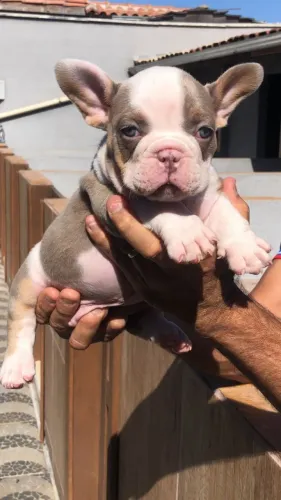 AMERICAN BULLY MACHOS E FÊMEAS DISPONÍVEIS