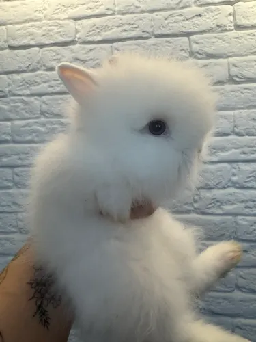 Coelho Teddy Dwerg