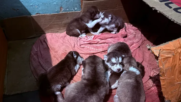Filhote husky siberiano