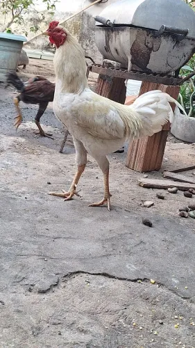 frango 50 reais