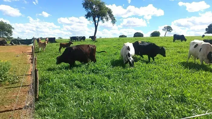 Pecuária - Área Rural 84 Alqueires - Nossa Senhora das Graças - PR
