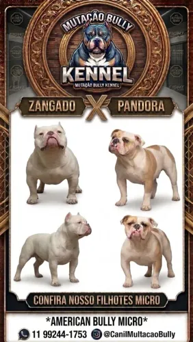 Filhotes American Bully Micro 