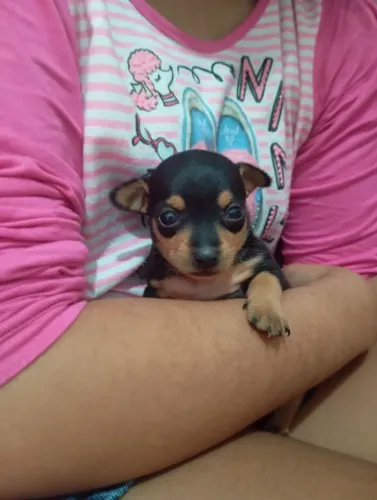 Pinscher N1, fêmea 