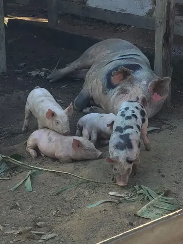 Vendo filhotes de porco para corte landrasa com pietran 