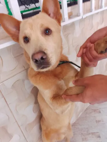 Adoção de cachorro 
