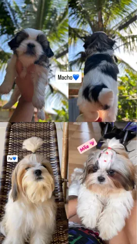 Shitzu Macho / Shih Tzu Macho