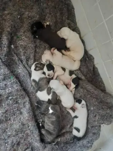 Cães para doação