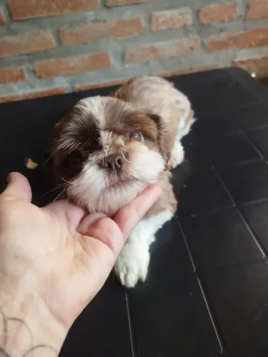 Shitzu micro fêmea com 2 anos