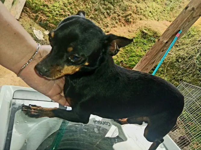 Pinscher adulto macho