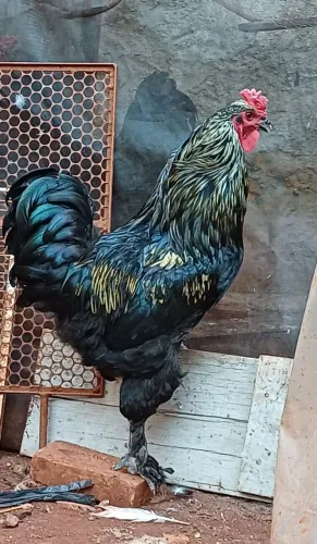 Galo Brahma Preto Mestiço