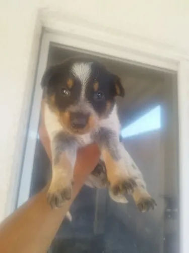 Filhote boiadeiro australiano (blue heeler)