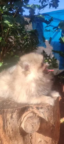 Spitz Alemão - esse da foto. 3 meses de idade