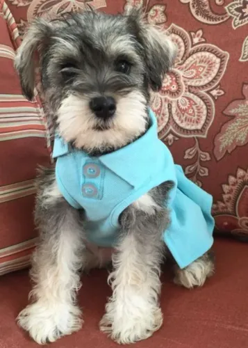 Temos Fêmeas de Schnauzer!!! 