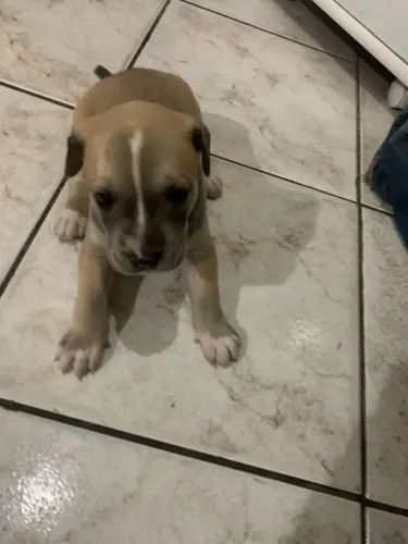 Filhote pai Pit Bull mãe SRD pequena adoção responsável