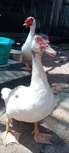 Pato 