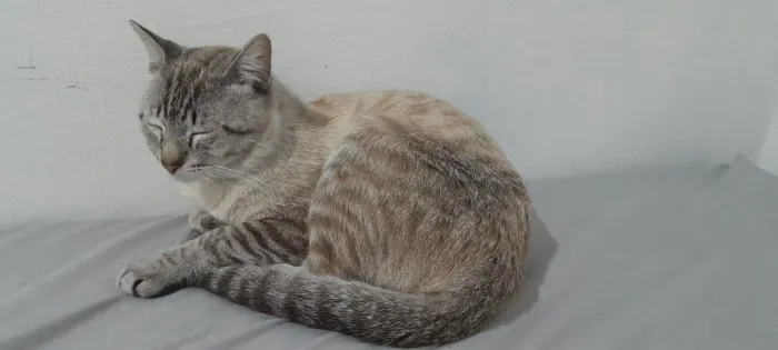 Doa se gato
