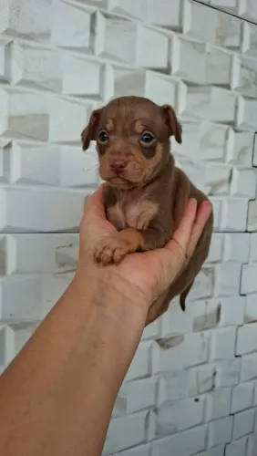 Pincher macho chocolate