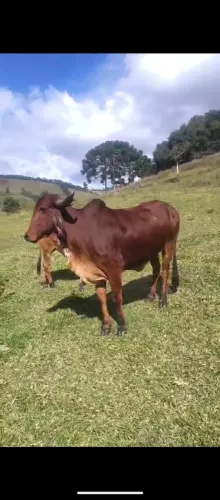 Fêmeas Gir P.O com procedência comprovada